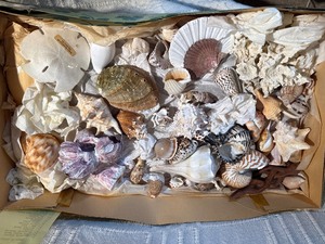 Large Vintage Seashell Collection Lot  Nautilus, Coral, Starfish, Sand Dollar  Coastal Decor
