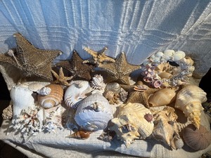 Coastal Seashell & Starfish Decor Lot w Shell Mirror, Nautilus, Conch & Coral Display