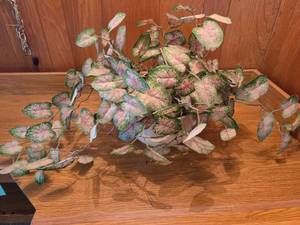 ANTIQUE Homer Laughlin ironstone chamber pot & Artificial Polka Dot Plant