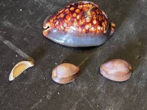 Cowrie Shell Collection including Large Tiger Cowrie and Smaller Shells - Large is 3