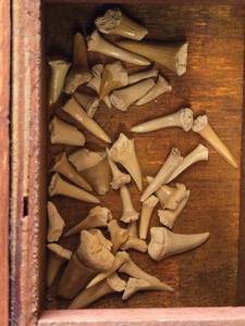 Small Shark Teeth in Decorative Wooden Box