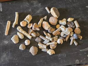 Collection of Fossils and Fossilized Shells
