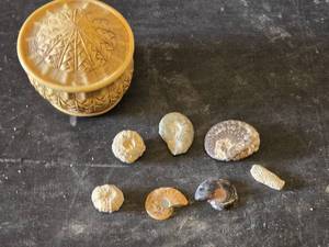 Fossil Collection including Ammonites, Corals, and Decorative Box
