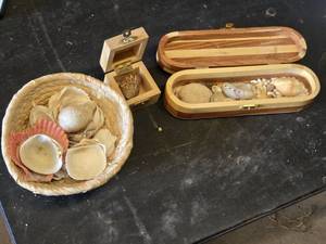 Collection of Seashells in Decorative Wooden Boxes