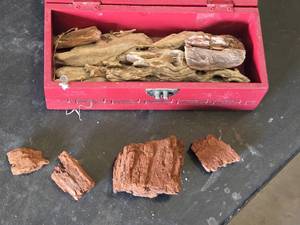 Driftwood and Petrified Wood Lot