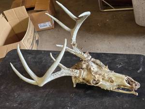 Deer Skull with Antlers