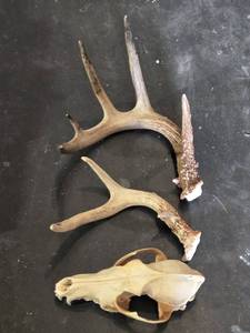 Animal Skull and Antlers