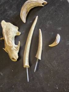 Animal Bones and Teeth Including Skulls and Claws