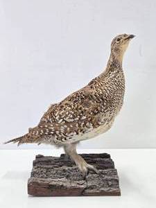 Genuine Taxidermy Grouse wLog Mount