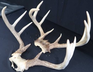 2 SETS OF DEER ANTLERS