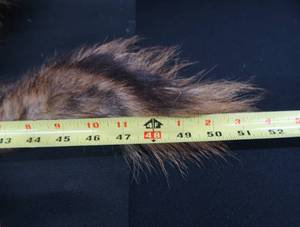 FOX PELT & TRAPS