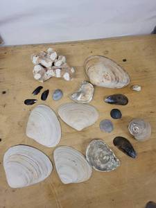 Assorted Seashell Collection