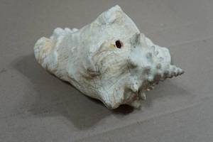 Vintage Painted Conch Shell