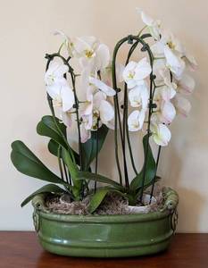 ML - Pair of Live Phalaenopsis Orchids in 16 in Ceramic Planter