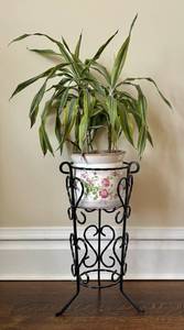 UP3 - Dracaena Warneckii Plant in 6 Pot on Decorative Iron Plant Stand