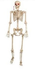 Halloween Poseable Skeleton $58.99 Retail - Brand New