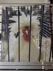 Polish Chicken Canvas Wall Art Set (Lot of 2)