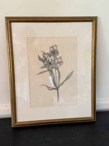 Terri Murphy Charcoal Floral Drawing Colombian Alstromeria Framed