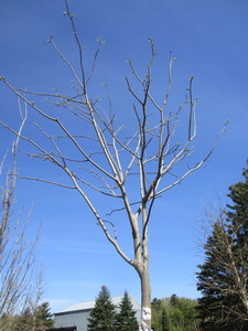 Yellowwood, 12ft, 2-12 ca...