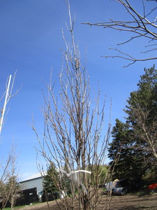 Regal Prince Columnar Oak, 10-12ft...