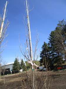 Regal Prince Columnar Oak, 10ft, 2...