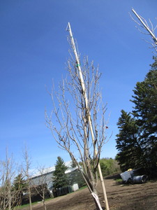 Regal Prince Columnar Oak,  12ft, 2...