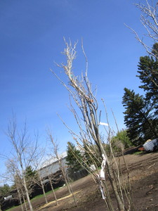 Regal Prince Columnar Oak, 11-12ft...