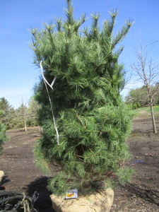 White Pine, 7ft...