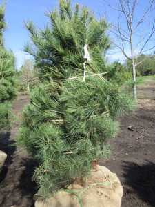 White Pine, 5-12ft...