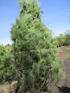 White Pine, 8ft...