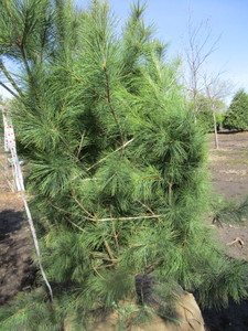 White Pine, 5ft...