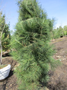 White Pine, 6-12ft...