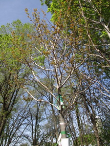 Autumn Blaze Maple, 15ft, 3 ca...