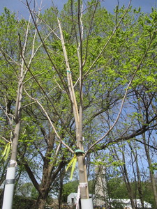 Green Mountain Maple, 13ft, 3 ca...
