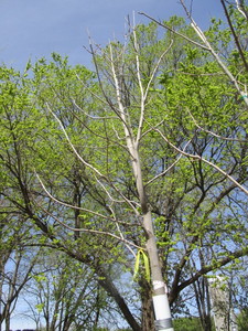 Green Mountain Maple, 16ft, 3-12 ...