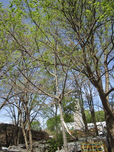 Northern Pin Oak, 11ft, 2 ca...
