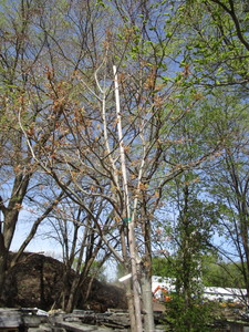 Northern Pin Oak, 9ft, 2 ca...