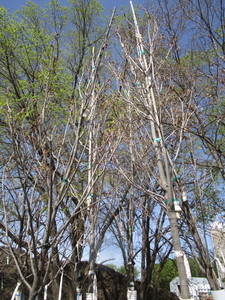 Fall Fiesta Maple, 12-14ft, 2 to 2-...