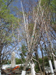 Fall Fiesta Maple, 12-14ft, 2 to 2-...
