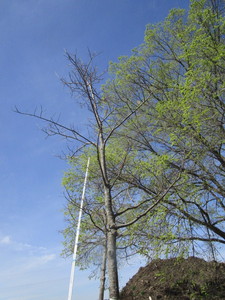 Red Oak, 17ft, 4-12 ca...