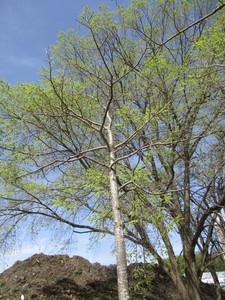 Red Oak, 12ft, 3-12 ca...