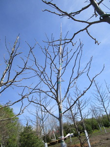 Skyline Locust, 13ft, 2-12 ca...