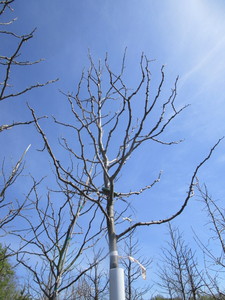 Skyline Locust, 15ft, 3 ca...