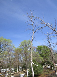 Burr Oak, 12ft, 2 ca...