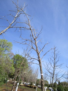 Burr Oak, 12--12ft, 2 ca...