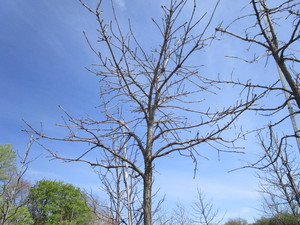 Burr Oak, 11ft, 3 ca...