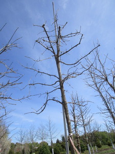 Burr Oak, 12ft, 3 ca...