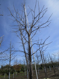 Burr Oak, 12-12ft, 3 ca...