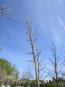 Burr Oak, 14ft, 2 ca...