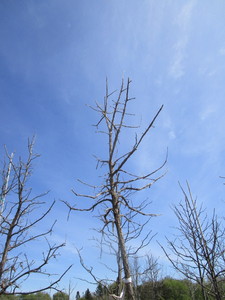 Burr Oak, 11ft, 2 ca...